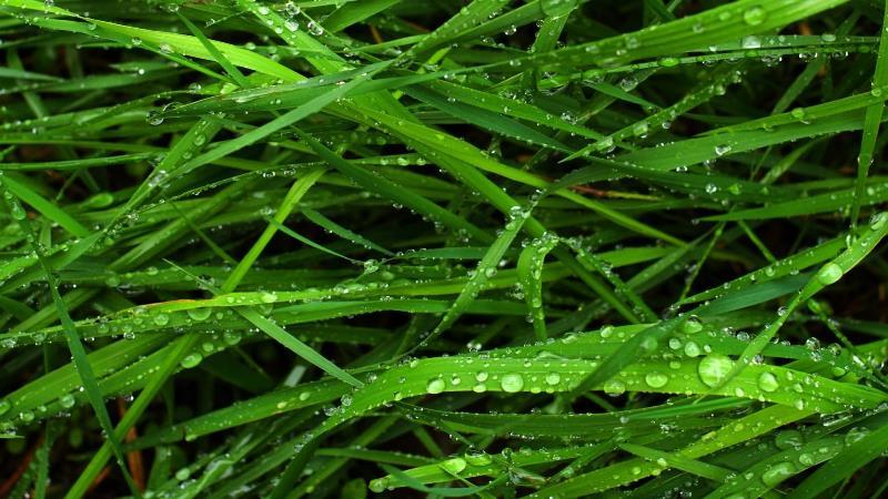 зеленая трава